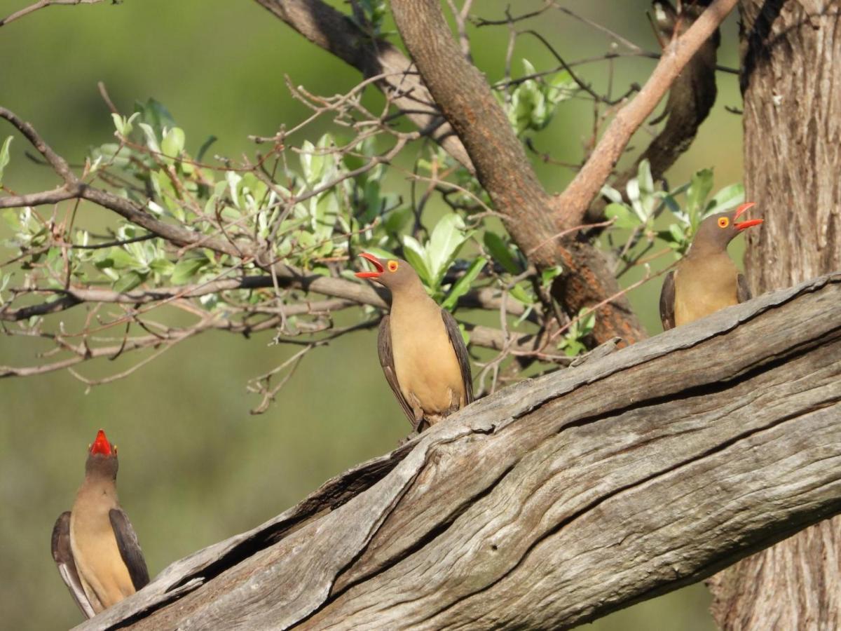 Kwalata Game Lodge Klipdrift Luaran gambar